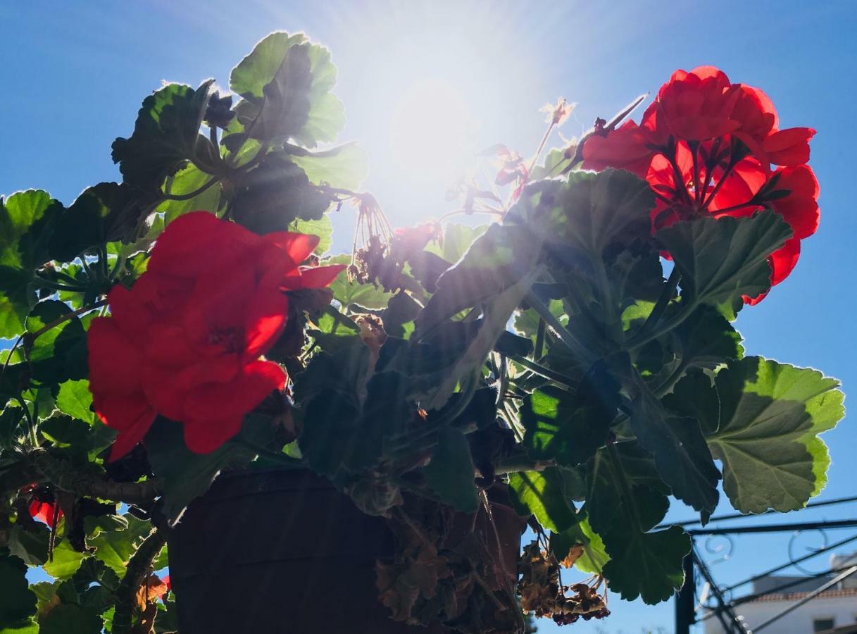 Apartmán Nissi Elena A11 Ayia Napa Exteriér fotografie